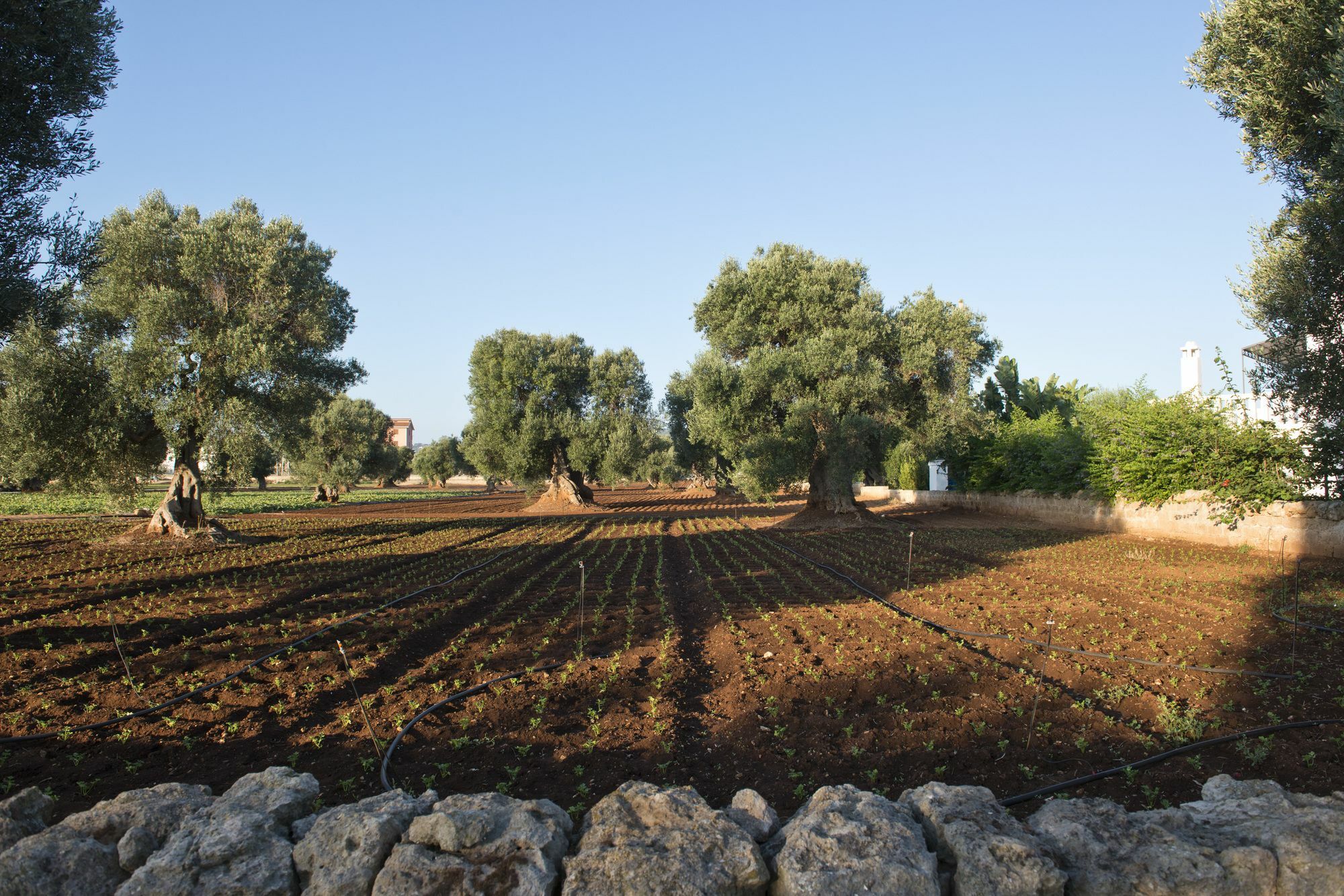 Masseria Don Luigi-Luxury Farmhouse Savelletri Ngoại thất bức ảnh